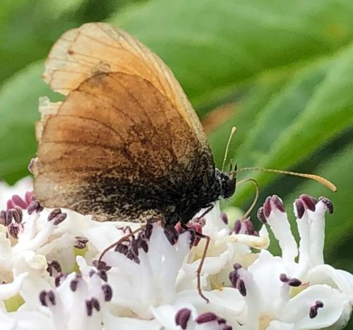 Réf. 296 112 : Coenonympha pamphilus